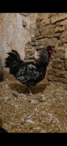 Poultry Available - Photo 2