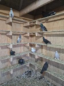 Poultry Available - Photo 3