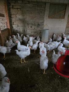 Poultry Available - Photo 4