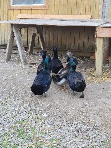 Poultry Available - Photo 5