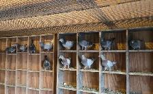 Poultry Available - Photo 6