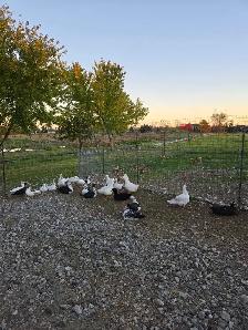 Poultry Available - Photo 7