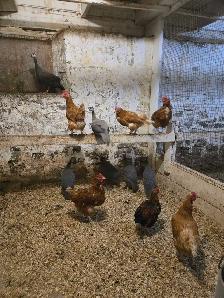 Poultry Available - Photo 8