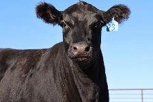Bred Heifers