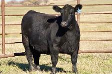 Bred Heifers - Photo 2