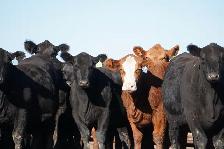 Bred Heifers - Photo 3