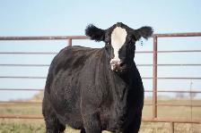 Bred Heifers - Photo 4