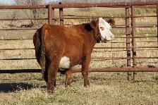 Bred Heifers - Photo 5