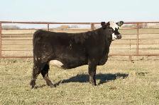Bred Heifers - Photo 6