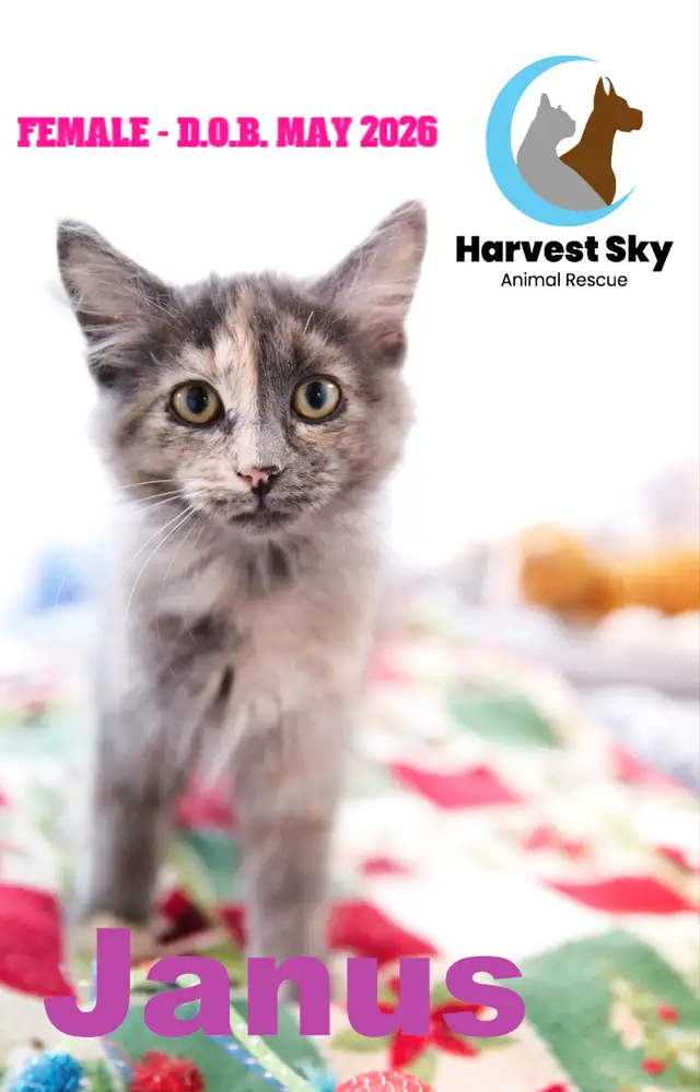 HARVEST SKY ANIMAL RESCUE - 15 KITTENS & 9 CATS AVAILABLE!!