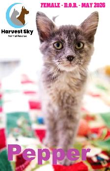 HARVEST SKY ANIMAL RESCUE - 15 KITTENS & 9 CATS AVAILABLE!! - Photo 2