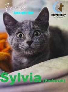 HARVEST SKY ANIMAL RESCUE - 15 KITTENS & 9 CATS AVAILABLE!! - Photo 10