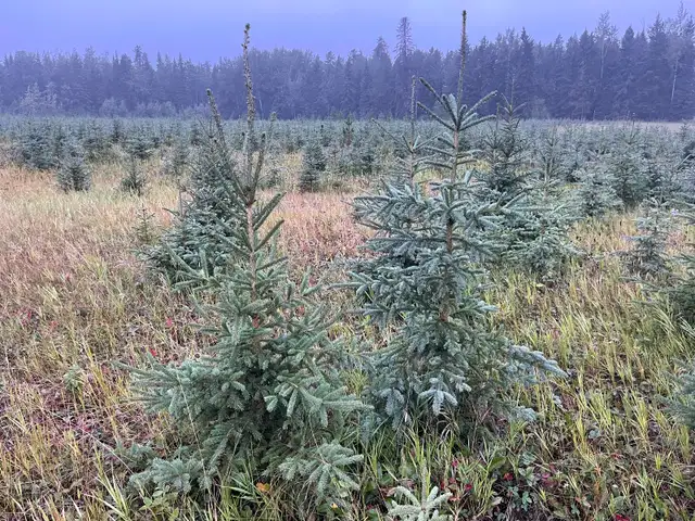 White Spruce Trees