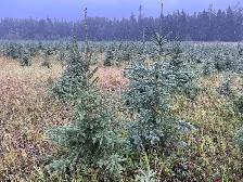 White Spruce Trees