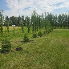 White Spruce Trees - Photo 2