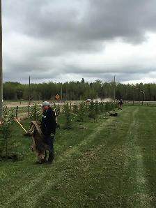 White Spruce Trees - Photo 3