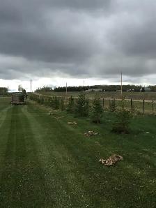 White Spruce Trees - Photo 4