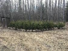 White Spruce Trees - Photo 5