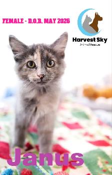 -HARVEST SKY ANIMAL RESCUE- 15 KITTENS & 9 CATS AVAILABLE