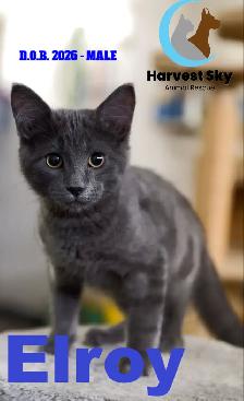 15 KITTENS & 9 CATS AVAILABLE - HARVEST SKY ANIMAL RESCUE - Photo 5