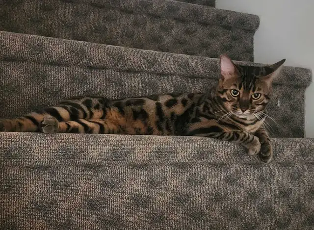 deux Bengals