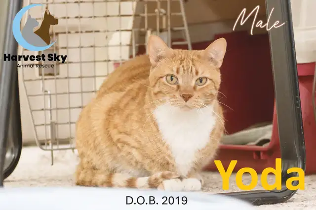-HARVEST SKY ANIMAL RESCUE- REDUCED ADOPTION FEES FOR 5 CATS!