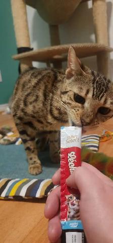 deux Bengals - Photo 2