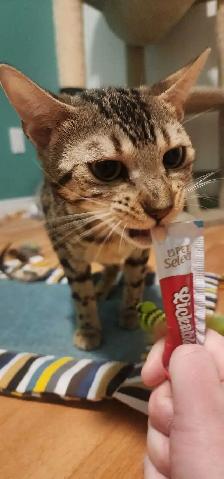 deux Bengals - Photo 2