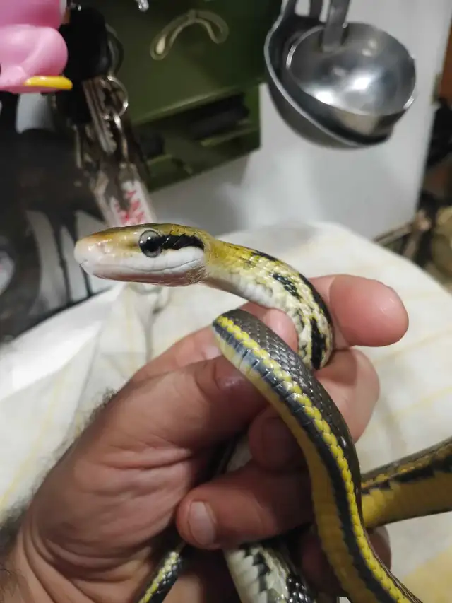 Taiwan Beauty rat snakes