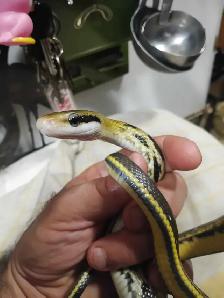 Taiwan Beauty rat snakes