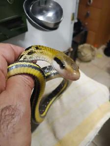 Taiwan Beauty rat snakes - Photo 2