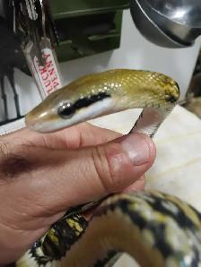 Taiwan Beauty rat snakes - Photo 3