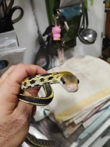 Taiwan Beauty rat snakes - Photo 4