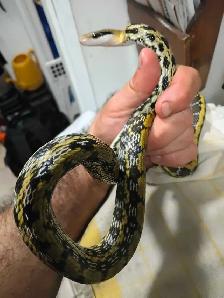 Taiwan Beauty rat snakes - Photo 5