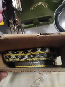 Taiwan Beauty rat snakes - Photo 6