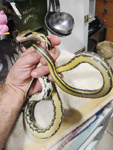 Taiwan Beauty rat snakes - Photo 7