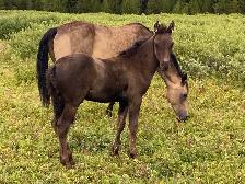 Smokey black purebred Morgan weanling stud colt!