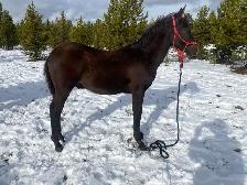 Smokey black purebred Morgan weanling stud colt! - Photo 2