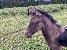 Smokey black purebred Morgan weanling stud colt! - Photo 3
