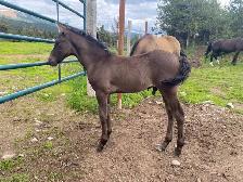 Smokey black purebred Morgan weanling stud colt! - Photo 4