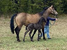 Smokey black purebred Morgan weanling stud colt! - Photo 5