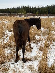 Smokey black purebred Morgan weanling stud colt! - Photo 6