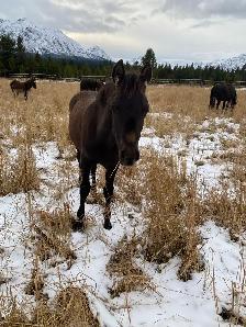 Smokey black purebred Morgan weanling stud colt! - Photo 7