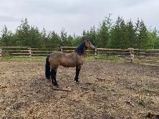 Smokey black purebred Morgan weanling stud colt! - Photo 9