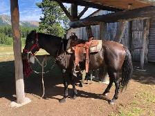 Smokey black purebred Morgan weanling stud colt! - Photo 10