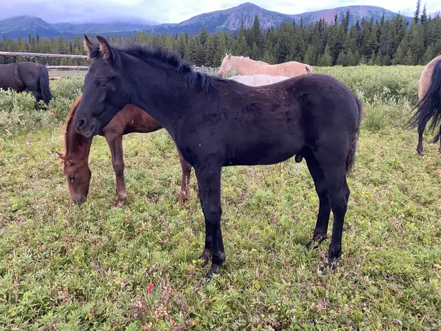 Purebred Morgan weanling stud colt, excellent breeding!