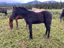 Purebred Morgan weanling stud colt, excellent breeding!