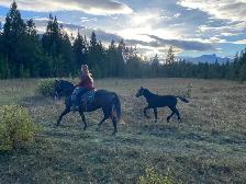 Purebred Morgan weanling stud colt, excellent breeding! - Photo 2