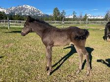 Purebred Morgan weanling stud colt, excellent breeding! - Photo 3