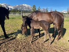 Purebred Morgan weanling stud colt, excellent breeding! - Photo 4